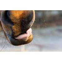 soin bouche naseaux cheval